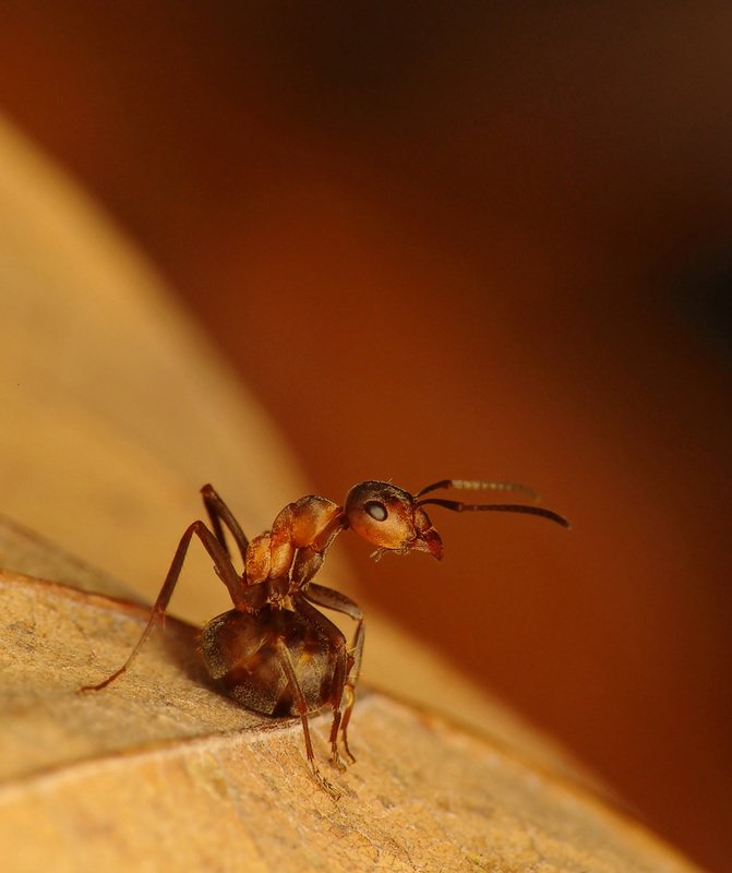 Red Wood Ant