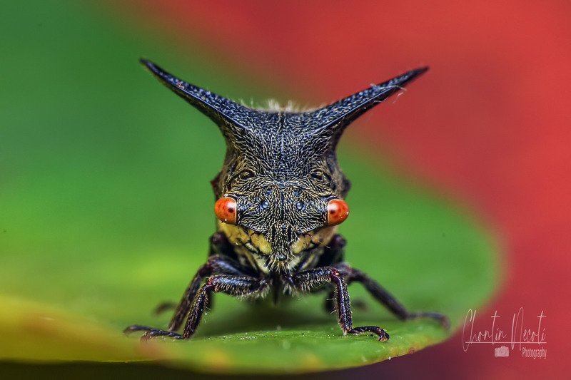 Potrait of Tree hopper