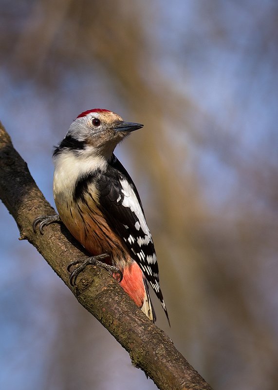 Middle spotted woodpecker