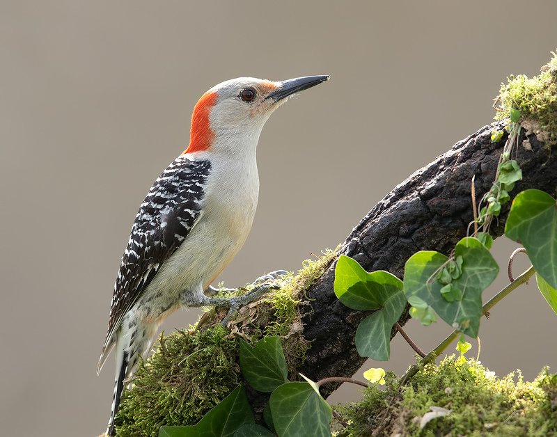 Female. Red-bellied Woodpecker - Каролинский меланерпес