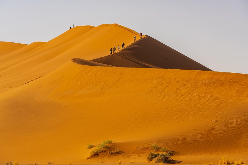 Desert and life