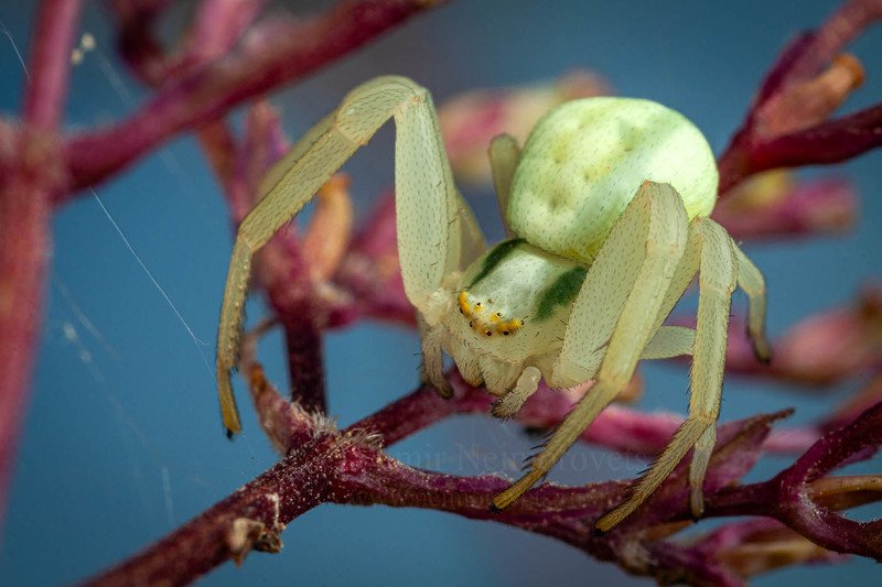The flower crab spider Misumena vatia / Паук-бокоход Misumena vatia