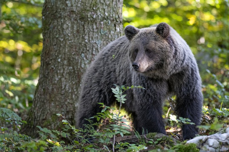 Slovenian brown bear