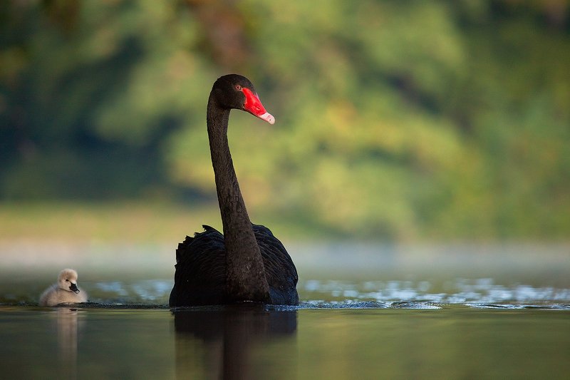 Black swan