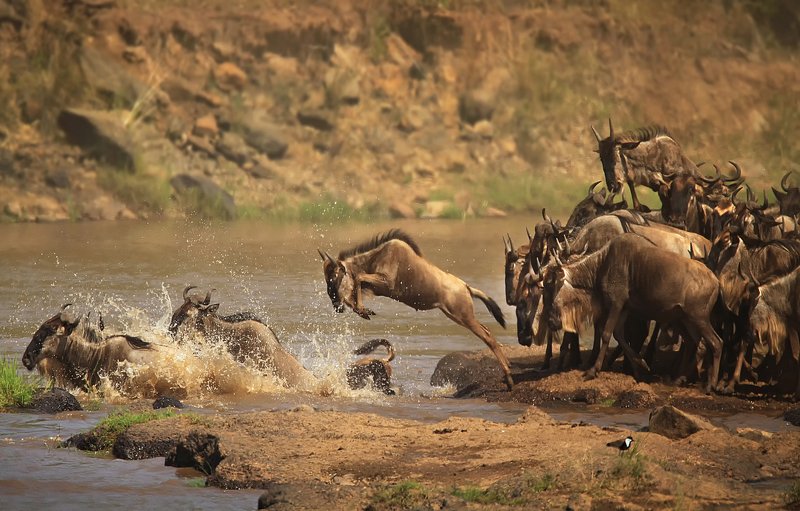 the crossing