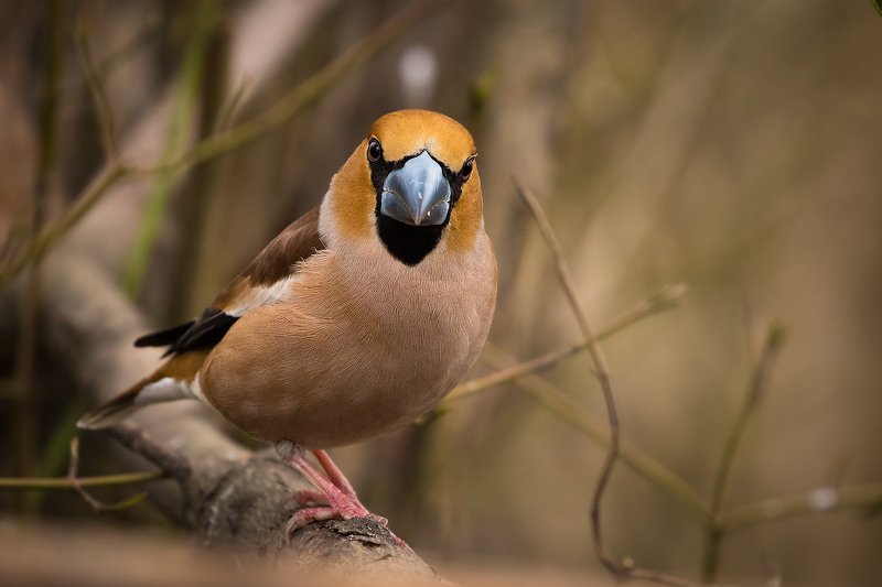 Hawfinch