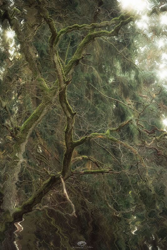 - Wealth of nature - Photograph of tangled, moss-covered branches