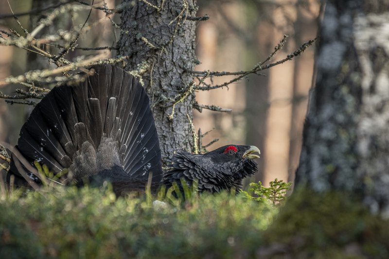 Змей глухарь. Глухарь фото. Змея Глухарь фото. Capercaillie. Змея Глухарь Сочи.