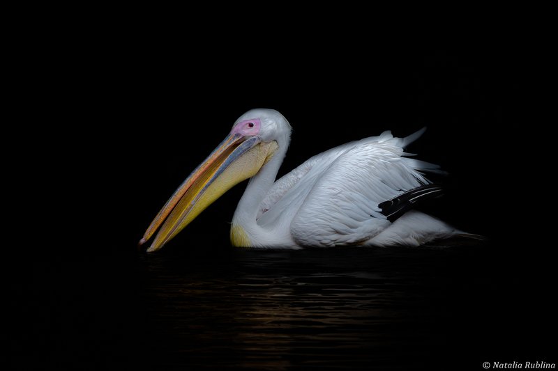 Белый Пеликан в Темноте...