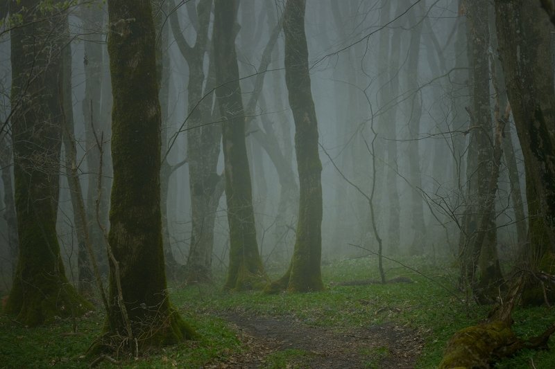 Весеннее утро в туманном лесу