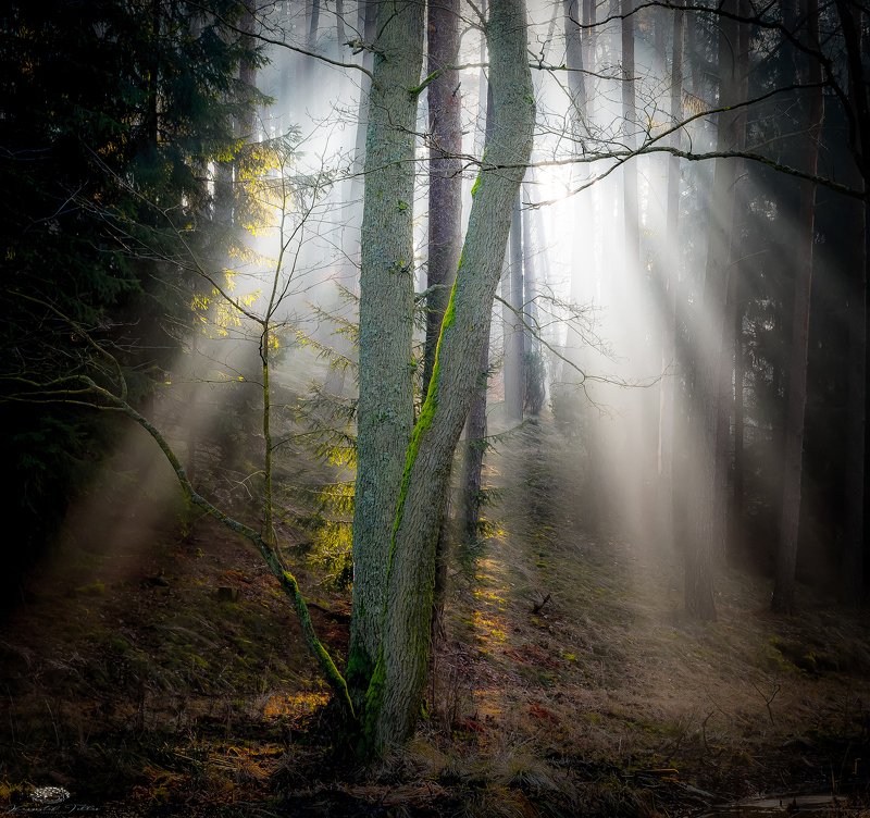 Rays of light in a forest on a foggy morning