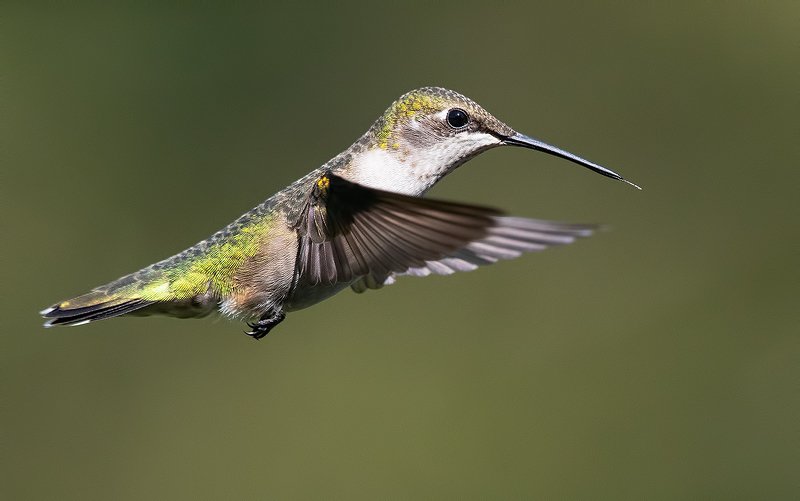 Колибри - Ruby-throated Hummingbird female