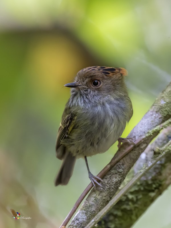 Scale-crested Pygmy-Tyrant