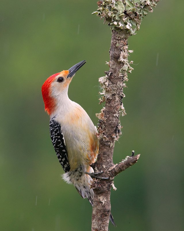 Red-bellied Woodpecker - Каролинский меланерпес