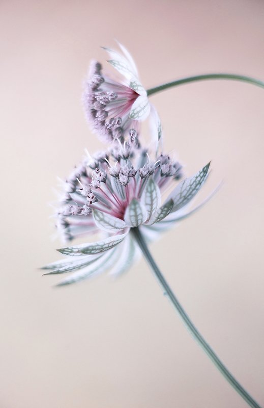 Astrantia