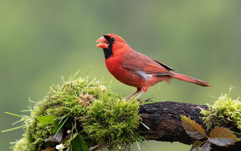 Красный кардинал cамец и самка  - Northern Cardinal male & female