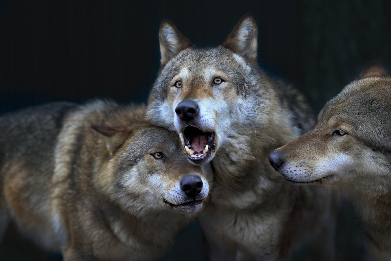 Волки в шоке - люди в намордниках...