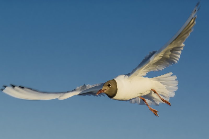 чайка | Möwen (Larinae) | gull