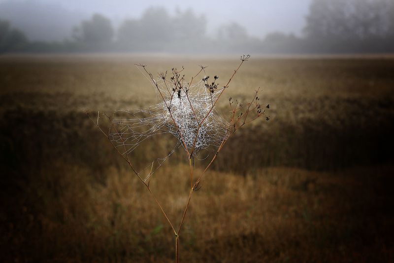Foggy web