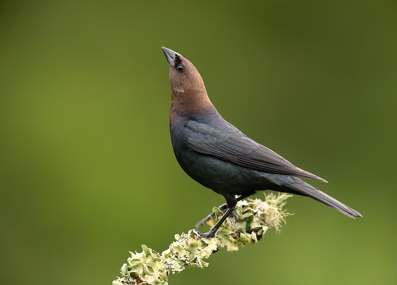 Brown headed Cowbird