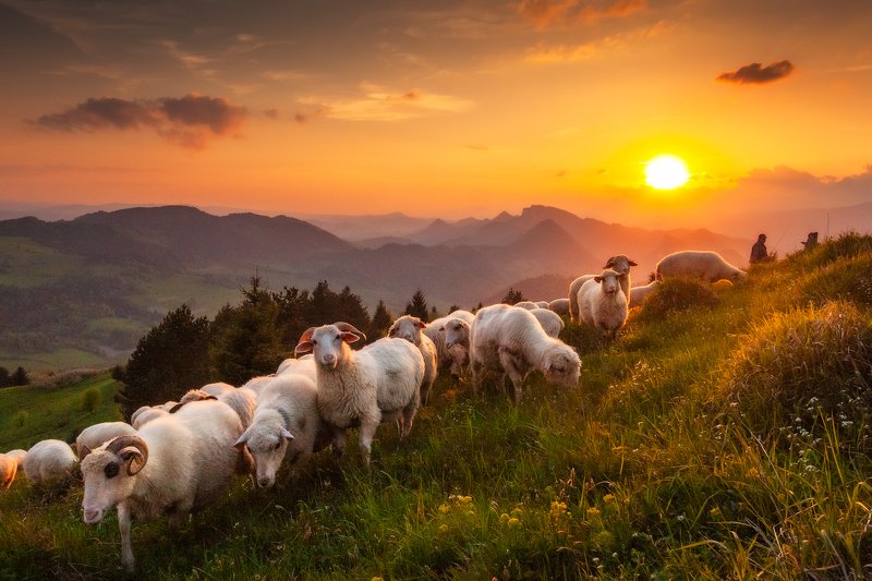 Mountain Sheeps