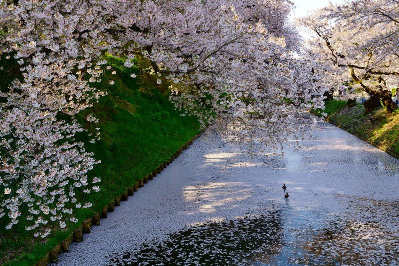 Cherry blossom petals on the water