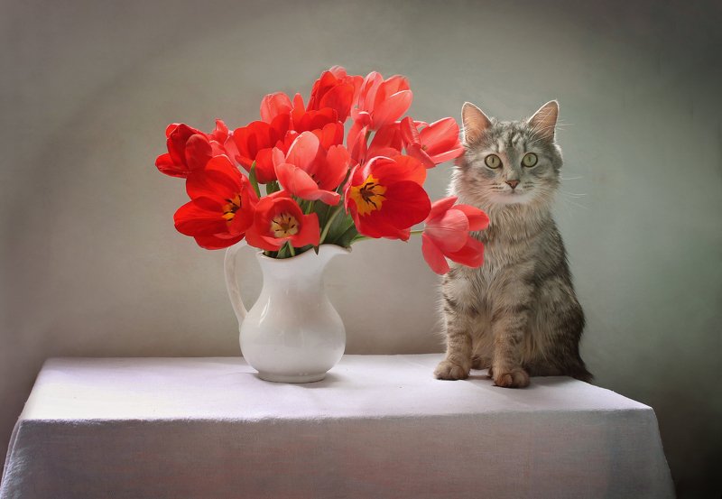 Про тюльпаны и кота :)