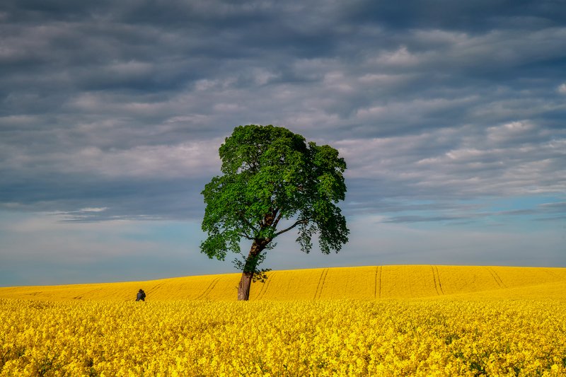 In rapeseed