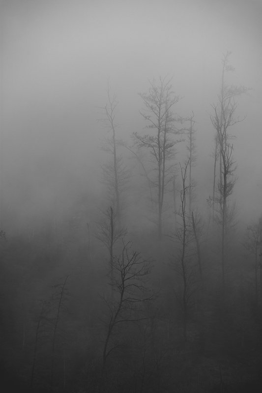 Foggy evening in the forest
