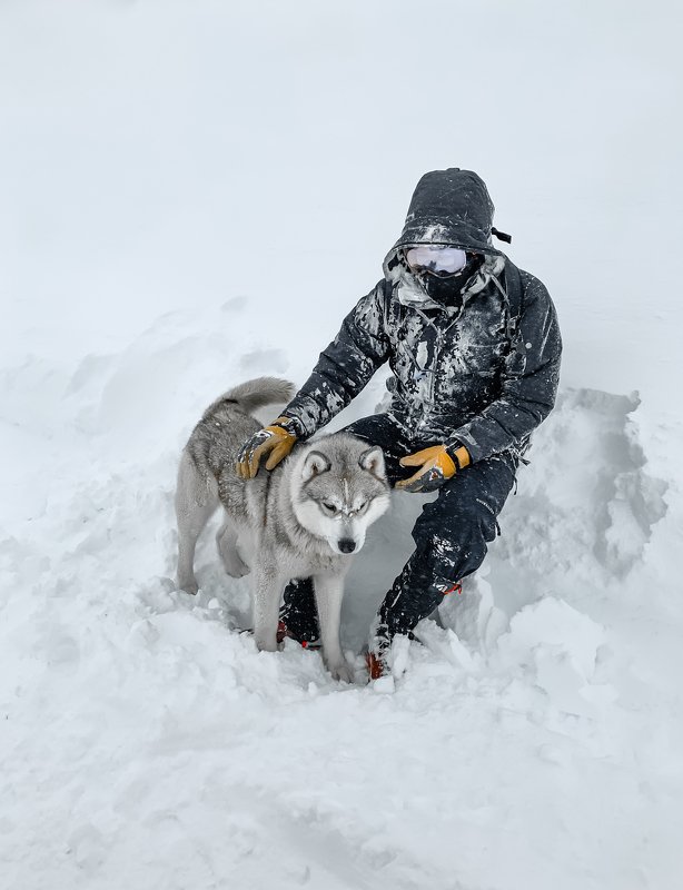 sled dogs in the Murmansk region