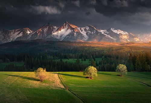 Three Trees