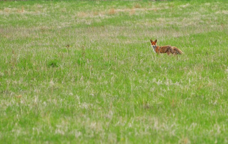 В поле рыжий лис :)