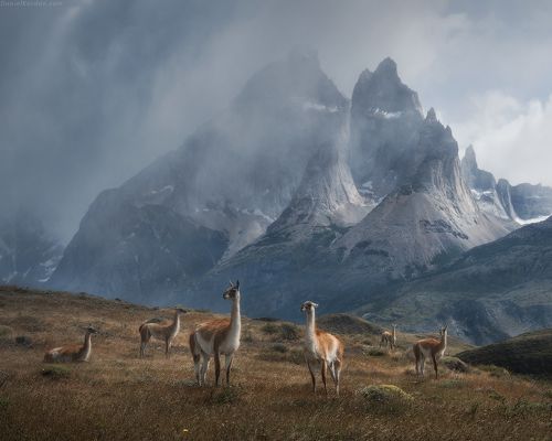 Patagonia