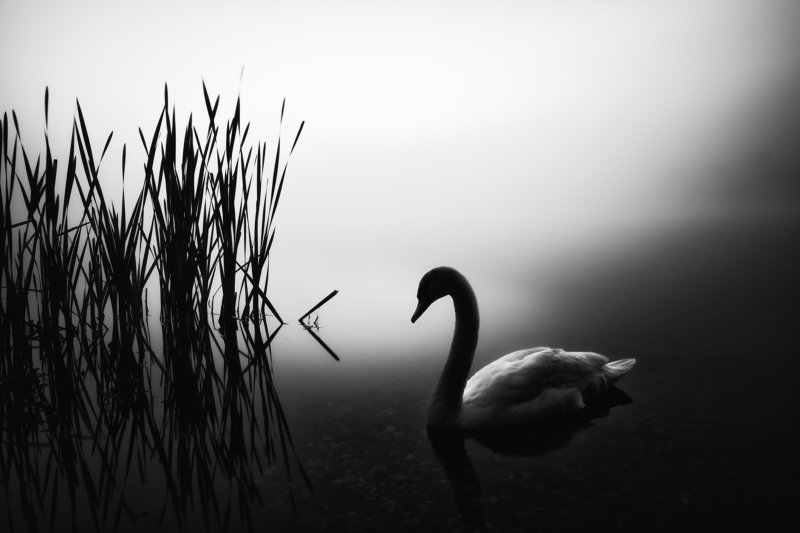 Shy swan