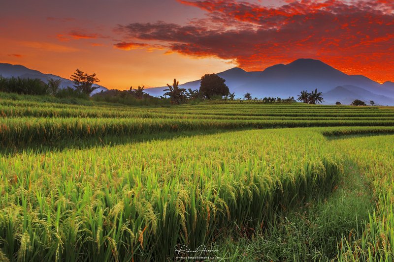 sunset over the field in north bengkulu, indonesia