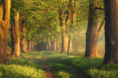 Linden alley