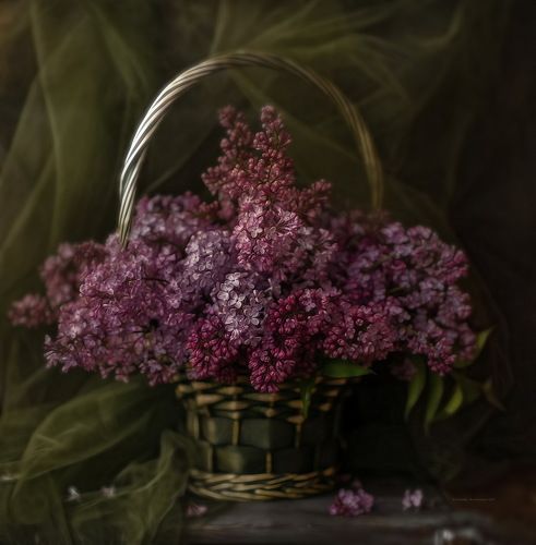 сиреневая сирень*