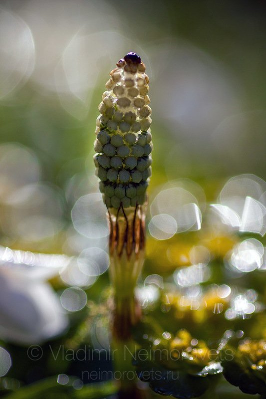A fertile stem of the wood horsetail (Equisetum sylvaticum) / Спороносный колосок хвоща лесного (Equisetum sylvaticum)