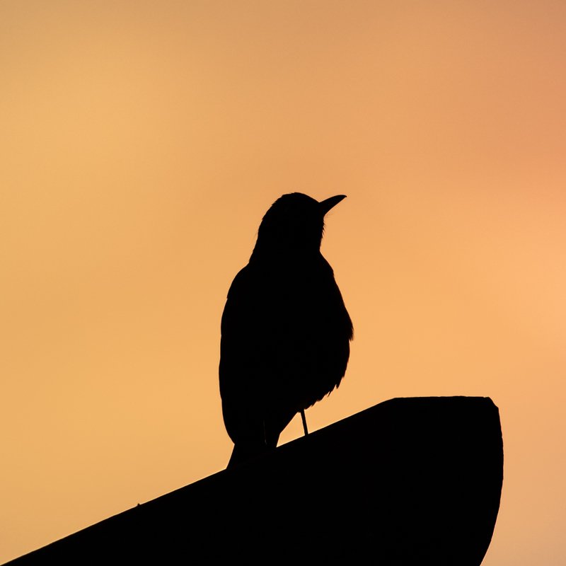 American robin's silhouette