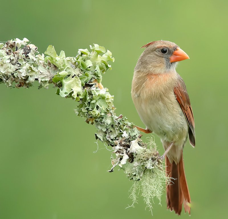 Female Northern Cardinal - Самка. Красный кардинал