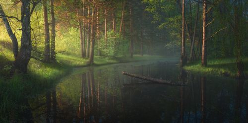 Утро на лесной речке