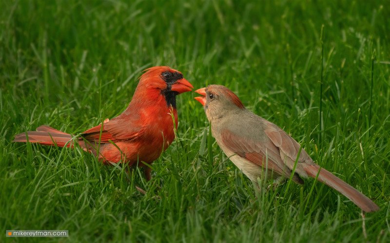 Northern Cardinal (Red Robin) / Красный (Виргинский) Кардинал