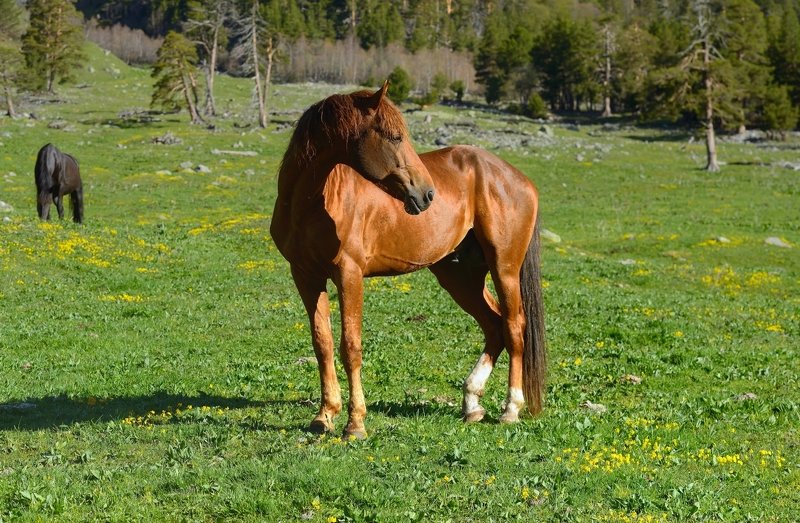 Карачаевский конь в Марухском ущелье