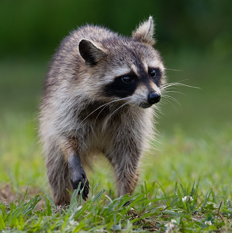 Енот-полоскун  - Raccoon