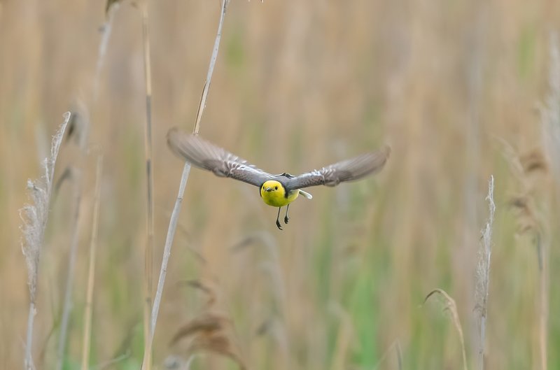 Желтоголовая трясогузка  в полете