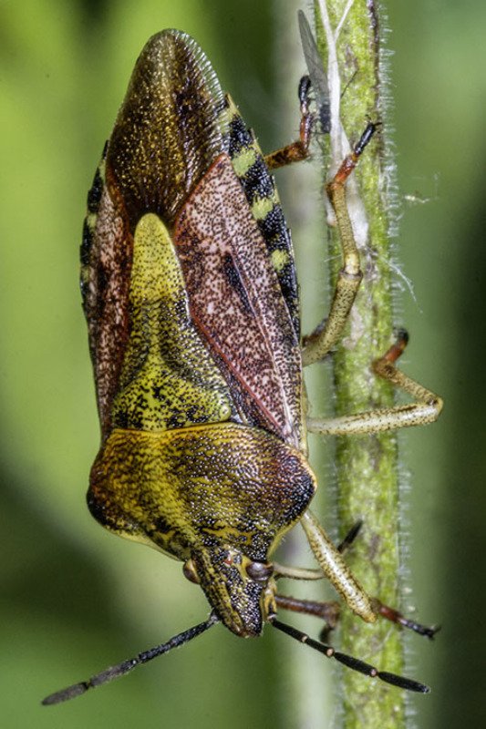 Beerenwanze (Dolycoris baccarum) | (Pentatomidae)