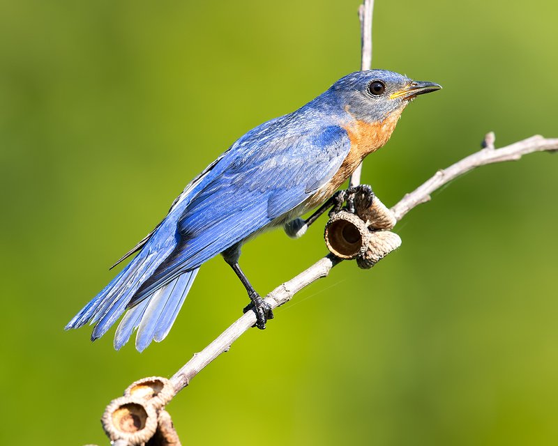Восточная сиалия  - Eastern Bluebird male
