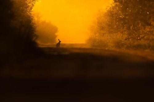 A light tunnel