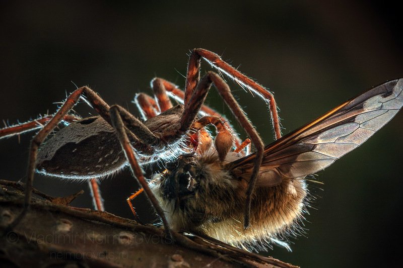 The nursery web spider (Pisaura mirabilis) caught up and sucks the large bee-fly (Greater bee fly) / Паук-охотник пизаура удивительная (Pisaura mirabilis) поймал и высасывает муху-жужжало (Bombylius major)