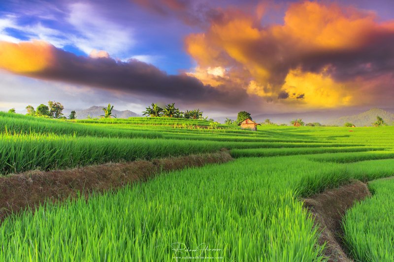 the beauty of rice fields in the afternoon in the countryside of your kemumu, north bengkulu